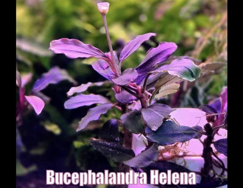 Bucephalandra helena live - helena,